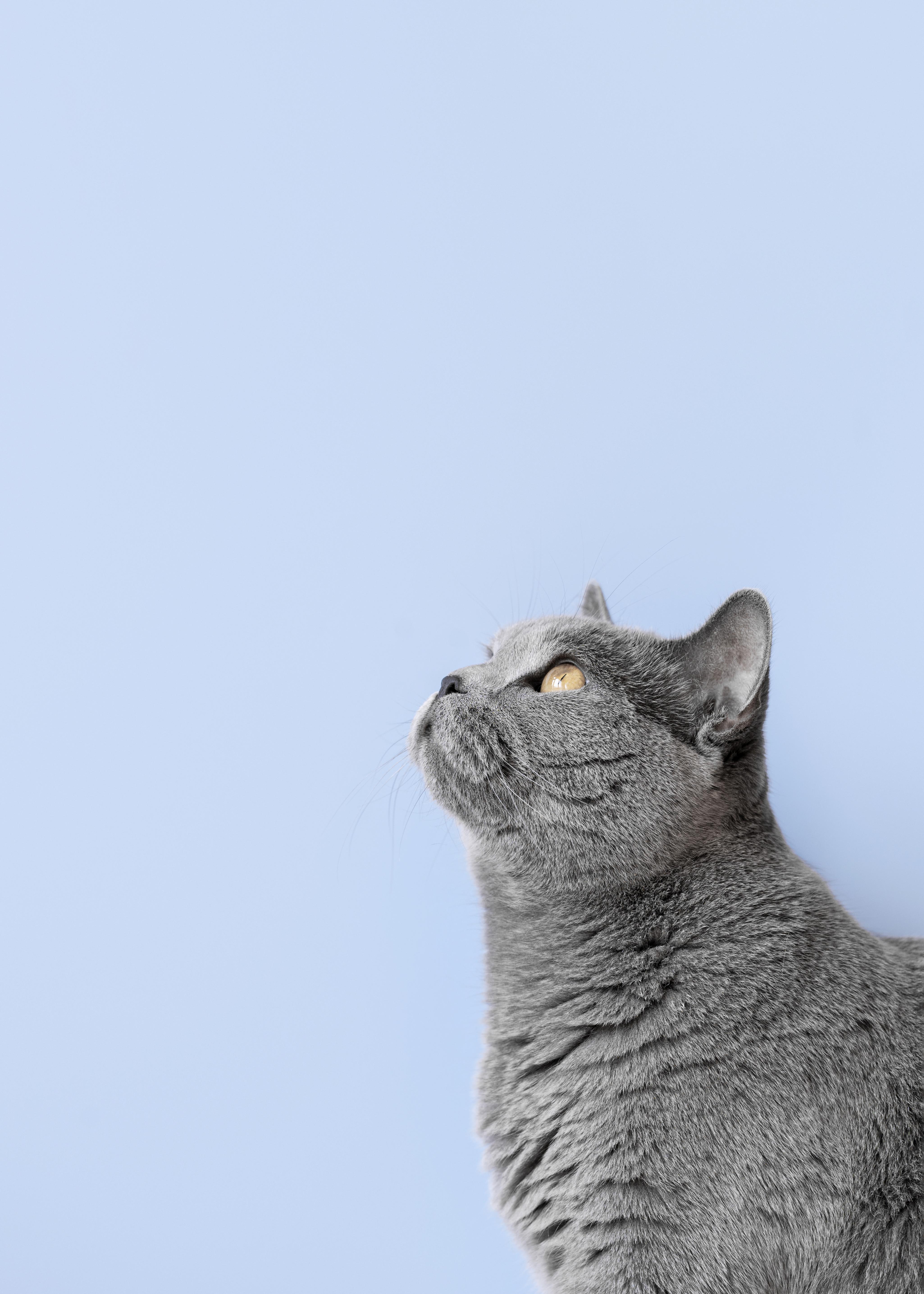 Pet food quality seal